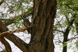 Bearded Woodpecker, Khan River near Omaruru