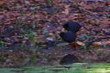 Black Crake, Shakawe Lodge, Botswana