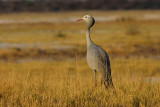 Blue Crane, Etosha NP