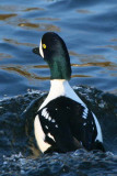 Barrows Goldeneye, Callander, Stirlingshire