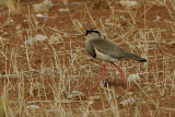 Crowned Plover adult