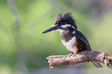 Giant Kingfisher, Shakawe Lodge, Botswana