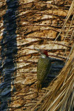 Golden-tailed Woodpecker, Waterberg, Namibia