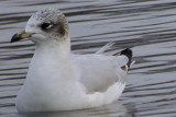 Mediterranean Gull (1st winter), Garnqueen Loch, Clyde