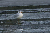 Mediterranean Gull (2nd winter), Musselburgh, Lothian