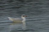 Mediterranean Gull (adult winter), Musselburgh, Lothian