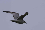 Mediterranean Gull (1st winter), Garnqueen Loch, Clyde