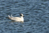 Mediterranean Gull (1st winter), Garnqueen Loch, Clyde