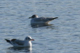 Mediterranean Gull (1st winter), Garnqueen Loch, Clyde