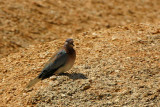 Laughing Dove (Palm Dove), Spitzkoppe