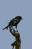 Magpie Shrike, Mahango Game Reserve, Namibia