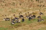 Taiga Bean Goose, Garbethill Muir, Clyde