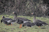 Greenland White-fronted Goose, Gartocharn, Clyde