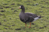 Greenland White-fronted Goose, Gartocharn, Clyde