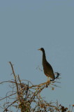 Rufous-bellied Heron, Kavango River near Shamvura Lodge