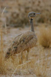 Ruppells Korhaan, Namib Desert, Namibia