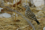 Sabota Lark, Etosha National Park