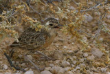 Spike-heeled Lark, Etosha National Park