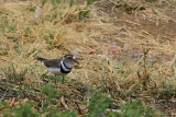 Three-banded Plover, Gammams water treatment plant, Windhoek