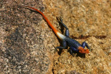 Namibian Agama (male), Spitzkoppe