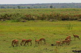 Red-faced Impala, Mahango Game Reserve