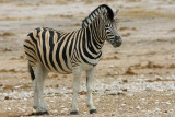 Zebra, Etosha National Park