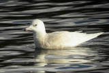 1st winter bird, Portavadie Argyll