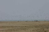 The tern flock in flight at Pelican Point, Walvis Bay