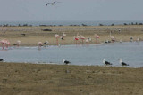 Gulls, flamingos and fur seals at Pelican Point, Walvis Bay