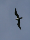 Lesser Frigatebird