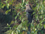 Green-billed Malkoha