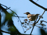 Grey-sided Thrush