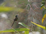 Hill Prinia