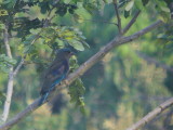 Indian Roller