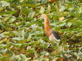 Javan Pond Heron