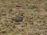 Little Ringed Plover