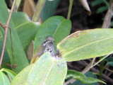 Speckled Piculet