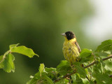 Black-headed Bunting, Dalyan, Turkey