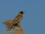 Black-headed Bunting, Dalyan, Turkey