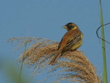 Black-headed Bunting, Dalyan, Turkey