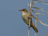 Great Reed Warbler, Lake Koycegiz, Turkey
