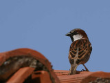 House Sparrow, Asur Hotel, Dalyan, Turkey