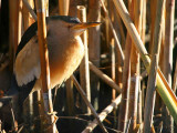 Little Bittern, near Dalyan, Turkey