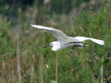 Little Egret, Lake Koycegiz, Turkey