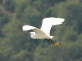 Little Egret, Lake Koycegiz, Turkey