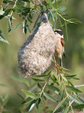 Penduline Tit, Dalyan, Turkey