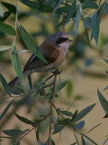 Penduline Tit, Dalyan, Turkey