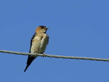 Red-rumped Swallow, Dalyan Turkey