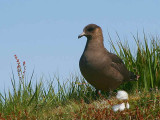 Dark phase Arctic Skua, Handa Island SWT Nature Reserve