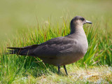 Dark phase Arctic Skua, Handa Island SWT Nature Reserve